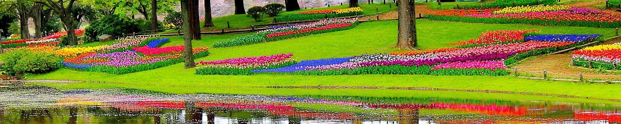 Keukenhof - Tulpenblüte