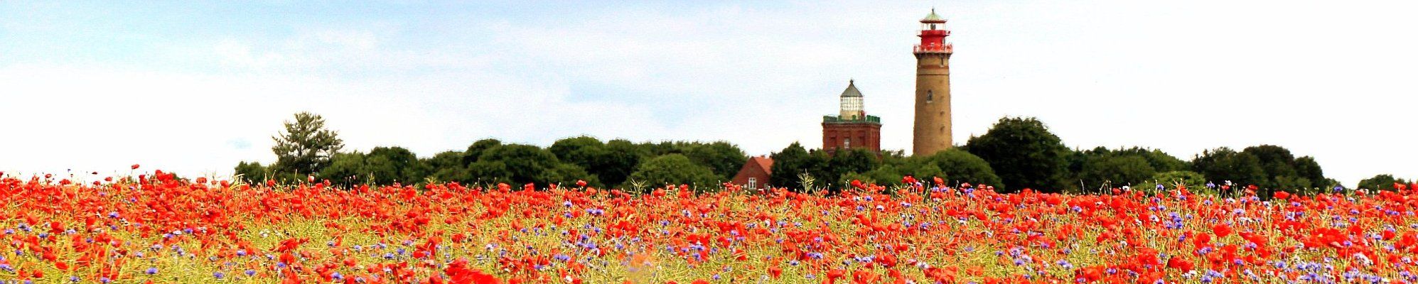 Rügen-Klatschmohn auf Kap Arkona