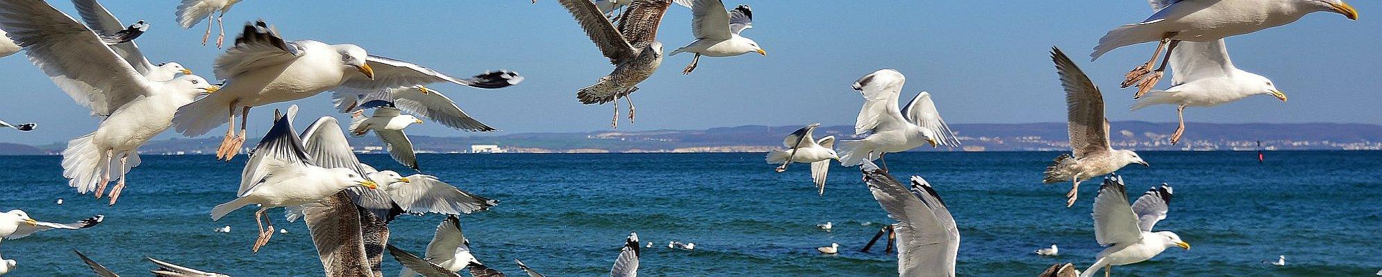 Saisonabschlussreise Insel Rügen - Möwen © Jürgen auf Pixabay