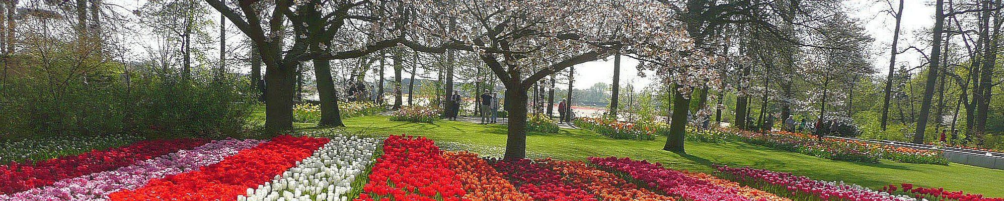 Busreise nach Holland und Belgien - Tulpenblüte mal anders