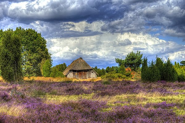 Lüneburger Heide © Pixabay